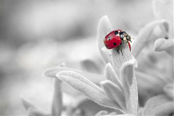 Grijze achtergrond met een rood lieveheersbeestje